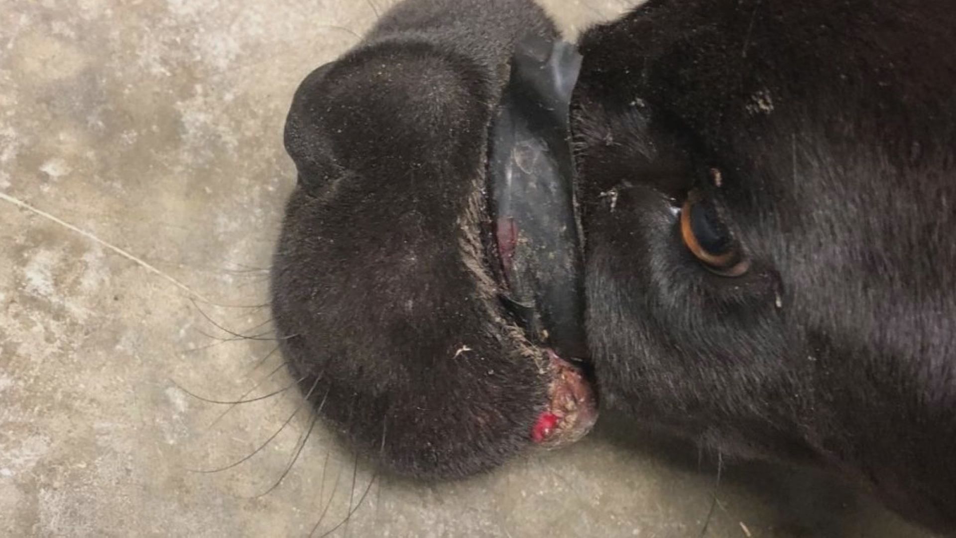 abused animals 5.jpg